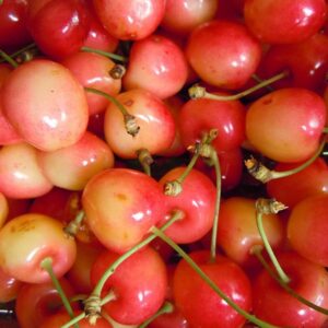 pepiniere-biologique-arbre-cerise-bigarreau-napoleon