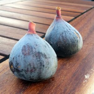 pepiniere-biologique-arbre-figue-pastilliere-fruit