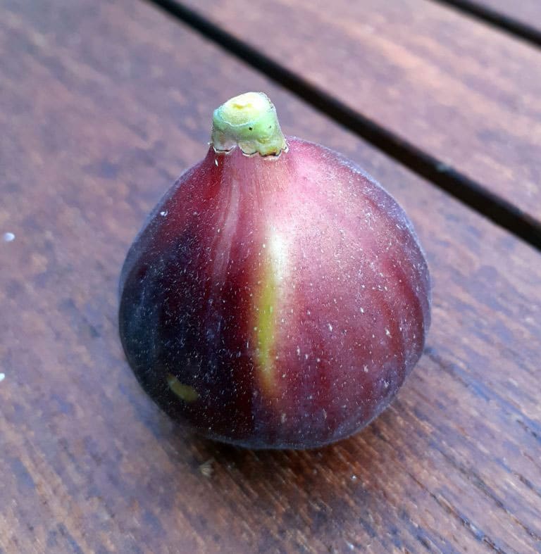 pepiniere-biologique-arbre-figue-ronde-de-bordeaux-fruit pepiniere-biologique-arbre-figue-ronde-de-bordeaux-fruit