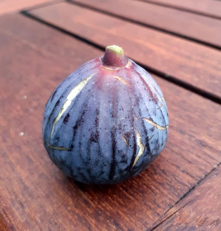 pepiniere-biologique-arbre-figue-sultane-fruit pepiniere-biologique-arbre-figue-sultane-fruit