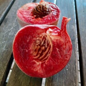 pepiniere-biologique-arbre-peche-magnard-coupe