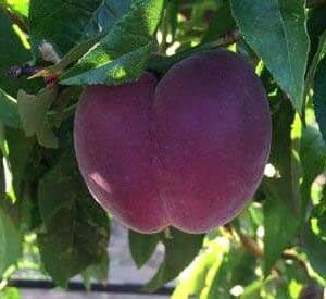 pepiniere-biologique-arbre-peche-red-robin-fruit