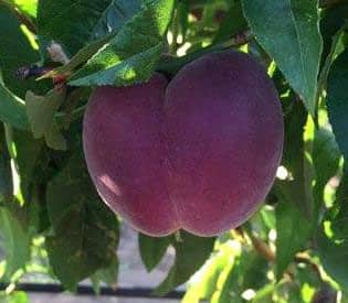 pepiniere-biologique-arbre-peche-red-robin-fruit pepiniere-biologique-arbre-peche-red-robin-fruit