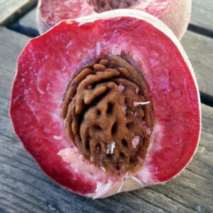 pepiniere-biologique-arbre-peche-tardif-de-chanas-coupe