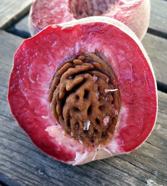 pepiniere-biologique-arbre-peche-tardif-de-chanas-coupe pepiniere-biologique-arbre-peche-tardif-de-chanas-coupe