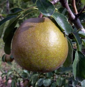 pepiniere-biologique-arbre-poire-president-heron-fruit