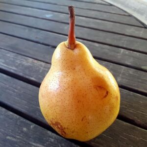 pepiniere-biologique-arbre-poire-williams-fruit
