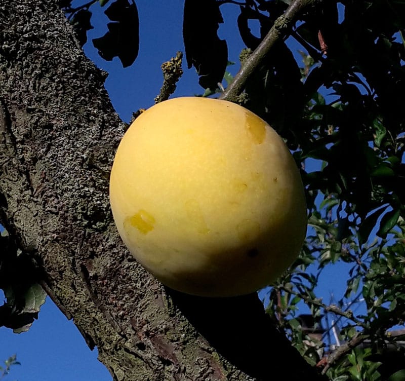 pepiniere-biologique-arbre-prune-enorme-de-saint-jean-fruit pepiniere-biologique-arbre-prune-enorme-de-saint-jean-fruit