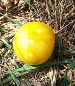 pepiniere-biologique-arbre-prune-golden-japan-fruit
