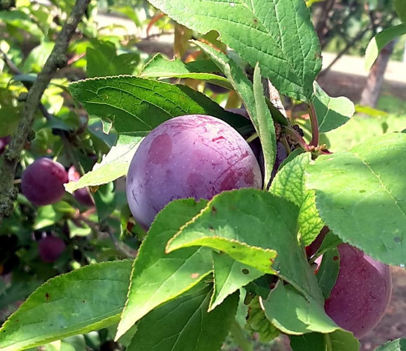 pepiniere-biologique-arbre-prune-helena-fruit-2 pepiniere-biologique-arbre-prune-helena-fruit-2