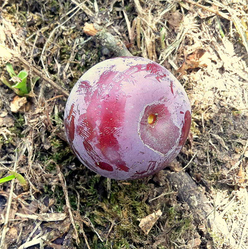 pepiniere-biologique-arbre-prune-helena-fruit pepiniere-biologique-arbre-prune-helena-fruit
