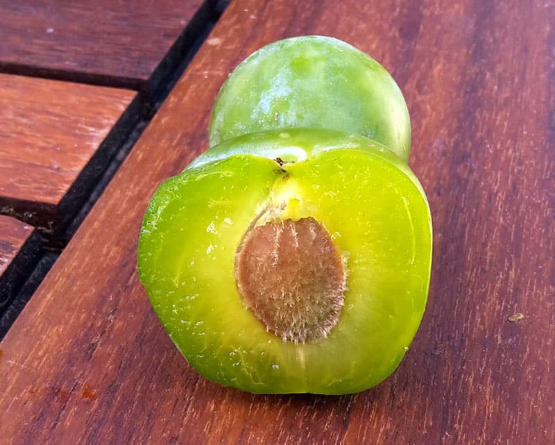 pepiniere-biologique-arbre-prune-reine-claude-doree-coupe pepiniere-biologique-arbre-prune-reine-claude-doree-coupe