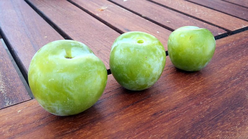 pepiniere-biologique-arbre-prune-reine-claude-doree-fruit pepiniere-biologique-arbre-prune-reine-claude-doree-fruit