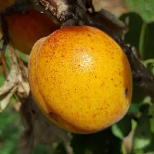Abricots-Polonais_s Abricotier bio Polonais