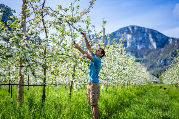 Quand tailler un arbre fruitier ? Calendrier précis + erreurs à éviter Photo Nacho Grez