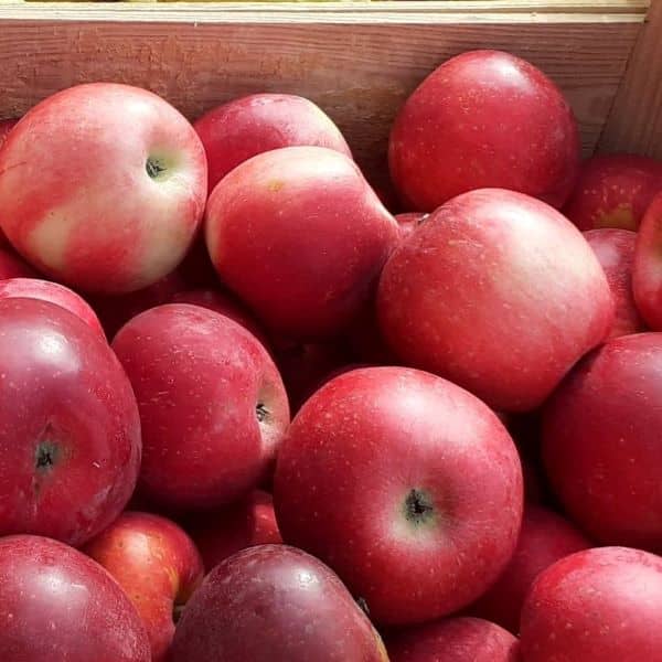 Pommes-Akane-Caisse_s Caisse de pomme bio Akane