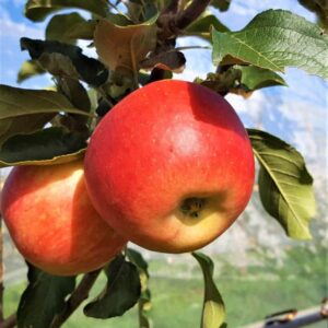 Pommier Bio Calville précoce