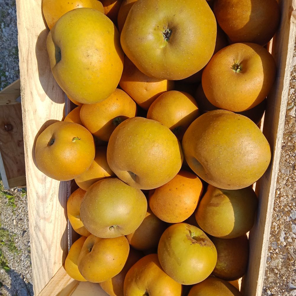 Pommes Reinette Grise du Canada Pommes Reinette Grise du Canada