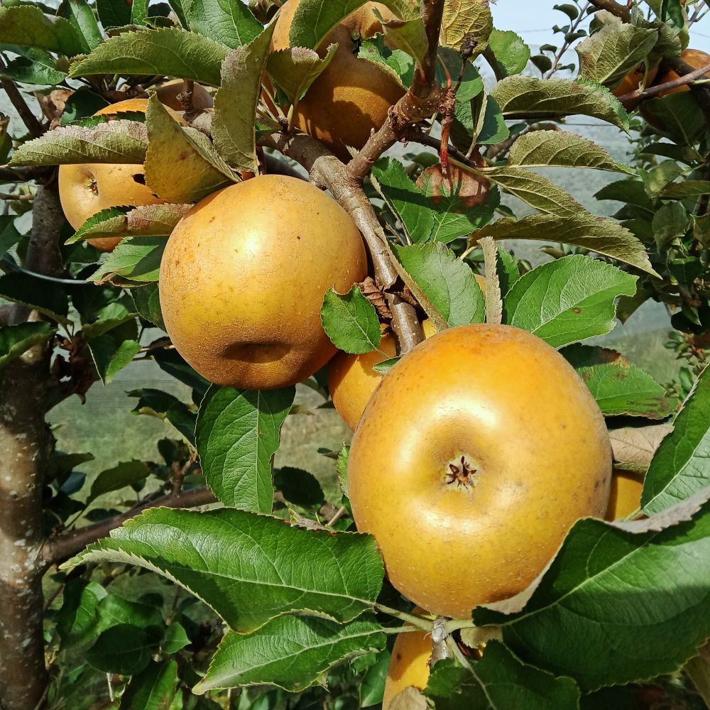 Pommier Reinette grise du canada anadadansarbreS Pommier Reinette grise du canada