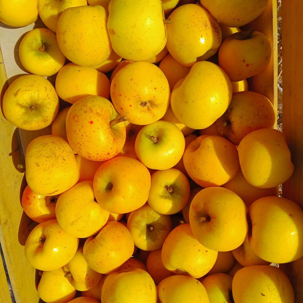 Pommes Reinette Dorée Caisse de pommes Reinette dorée