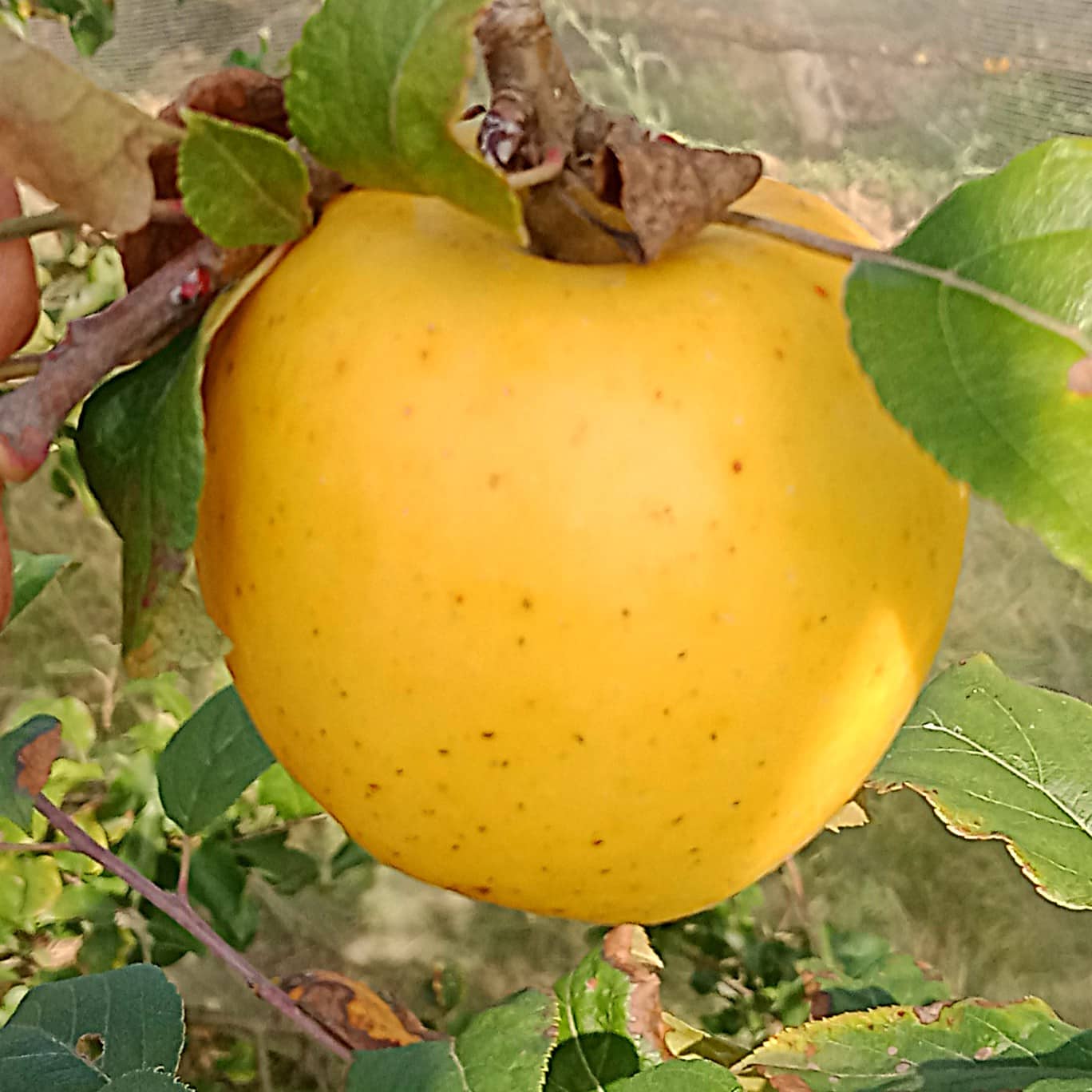 Pomme reinette dorée Pomme reinette dorée