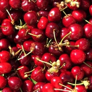 Cerisier biologique Burlat