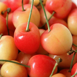 Cerisier Biologique La Bella Sarda