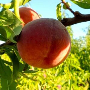 Pêche Mireille bio