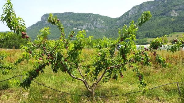 Pêcher-Rouge-d-occitanie-arbre_s Pêcher Bio Rouge D'occitanie