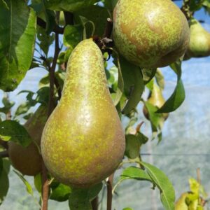 Poire Conférence bio