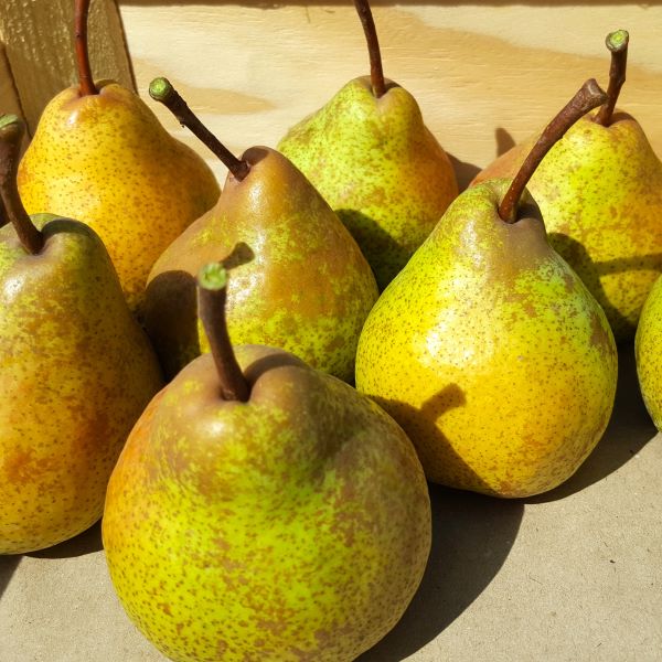Poires-poire-a-clement-cagette_s Poire à Clément