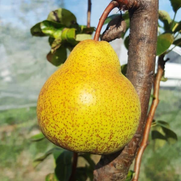 Poires-poire-a-clement-dans-arbre_s Poirier Poire à Clément
