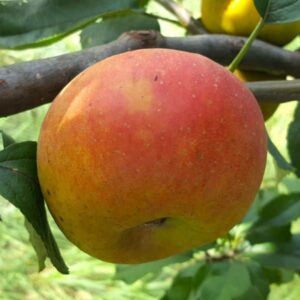 Pommes Boskoop bouroux