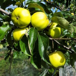 Pommier Bio Belchard - Chanteclerc