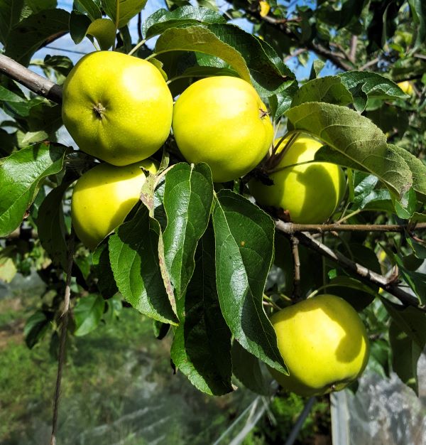 Pommes-Chantelerc-dans-lArbre_s Pommier Bio Belchard - Chanteclerc