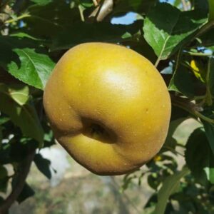 Pommier biologique Grise du Canada