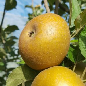 Pomme patte de loup