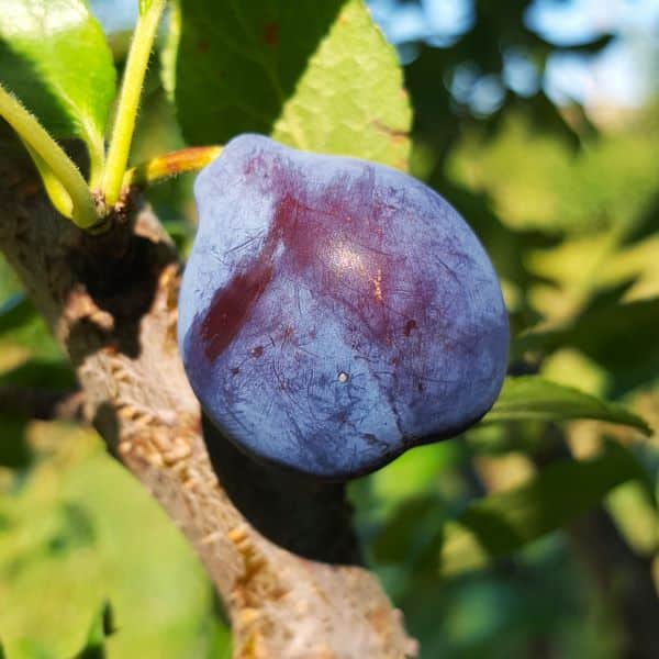 Prune-Datil-dans-arbre_s Une prune Datil bio sur une branche