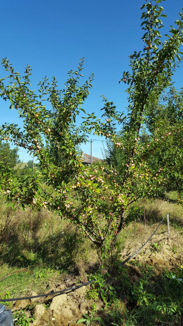 Prunes-Mirbelle-arbre_s Prunes Mirabelles bio