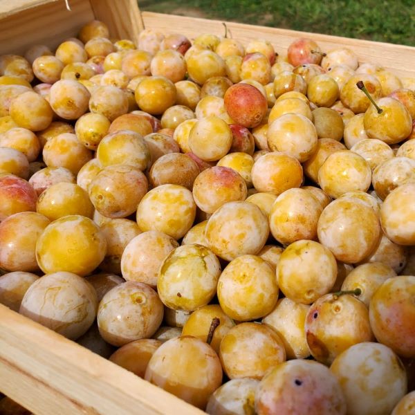 Prunes-Mirbelle-cagette_s Mirabelles