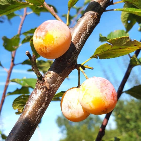 Prunes-Mirbelle-dans-arbre_s Mirabelles