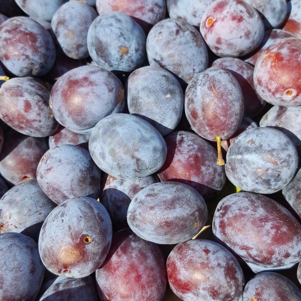 Prunes-Quetsche-cagette_s Quetches bio