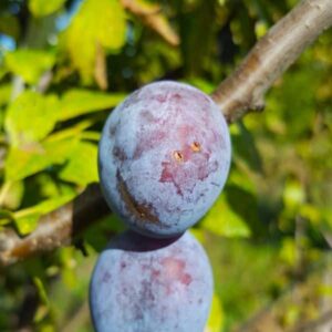 Quetche bio