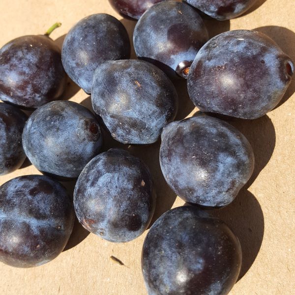 Prunes-datil-caisse_s Prune Datil Bio