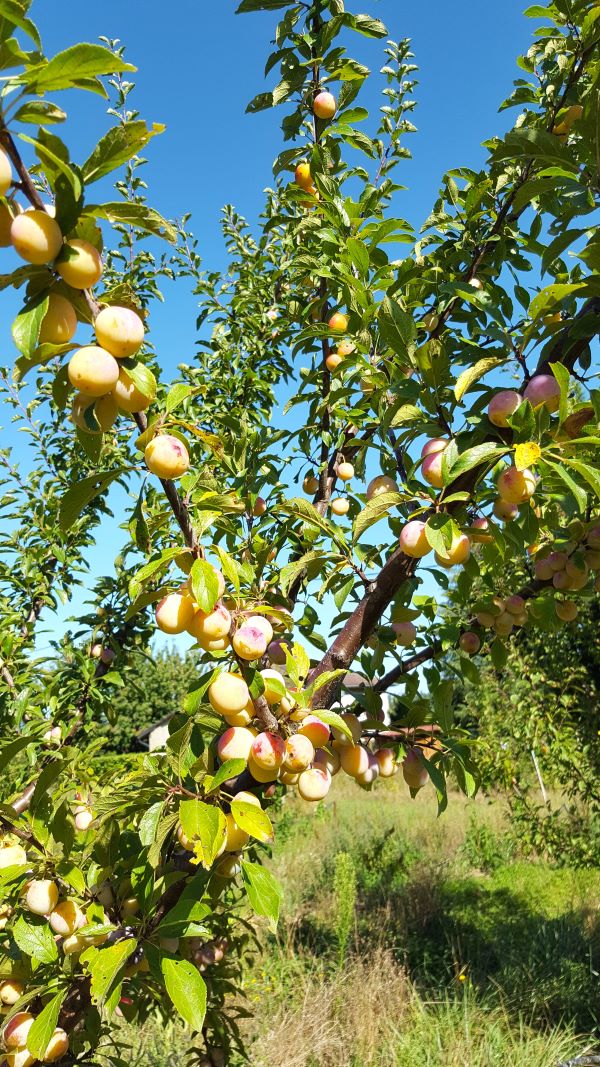 Prunier-mirabelle-dans-arbre_s Prunes Mirabelles bio