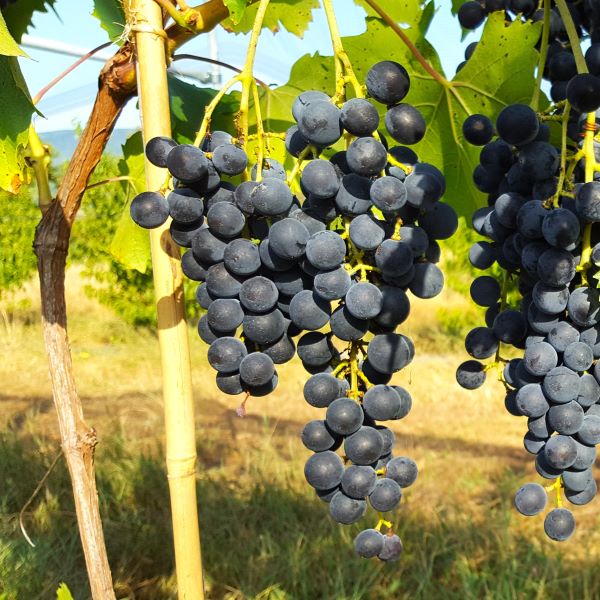 Raisin-Noir-de-Table-Muscat-Bleu-garnier2_s Raisin bio Muscat Bleu Garnier
