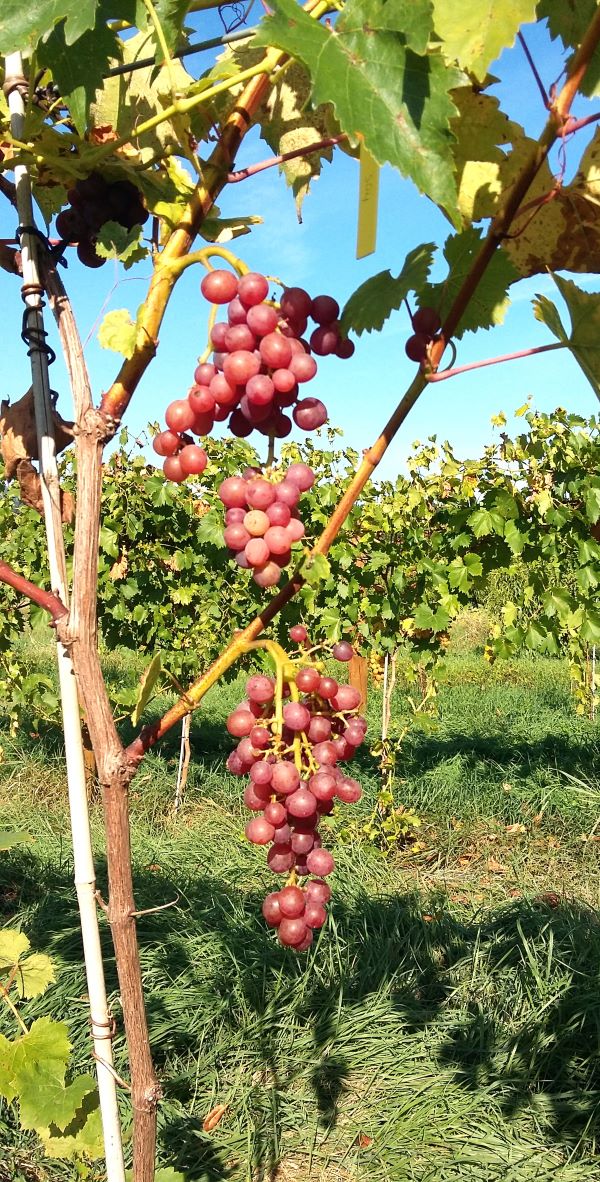 Raisin-blanc-de-Table-Helena-dans-arbre_s Raisin bio helena