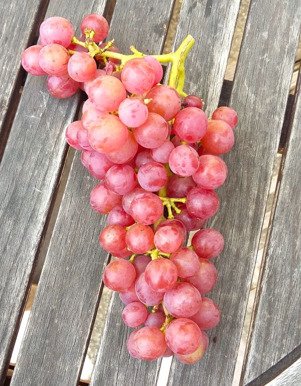 Raisin-blanc-de-Table-Helena_s Raisin bio Héléna