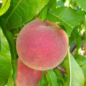 Pêche surpasse Amsden bio