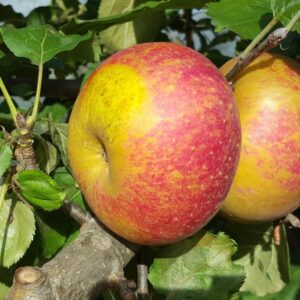 Pommes Belle de Boskoop